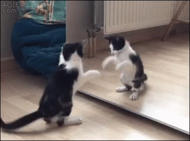 A cat sees itself in a mirror and is delighted