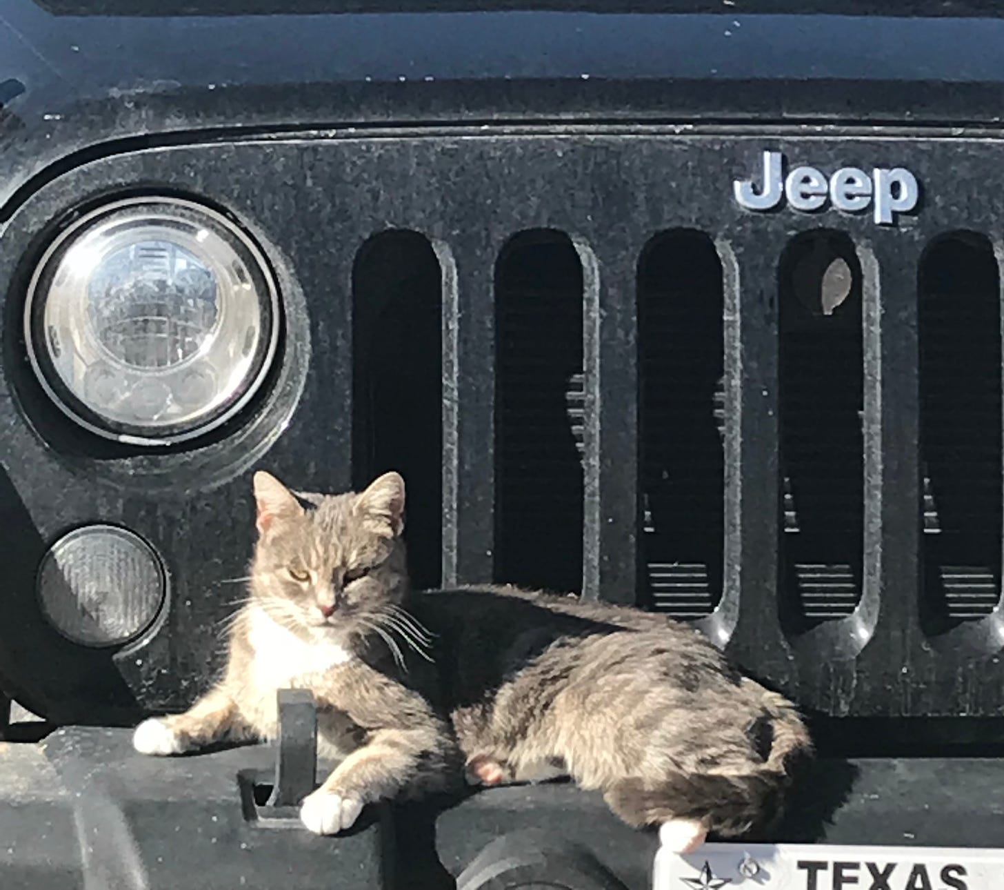 Cat perched atop a Jeep.