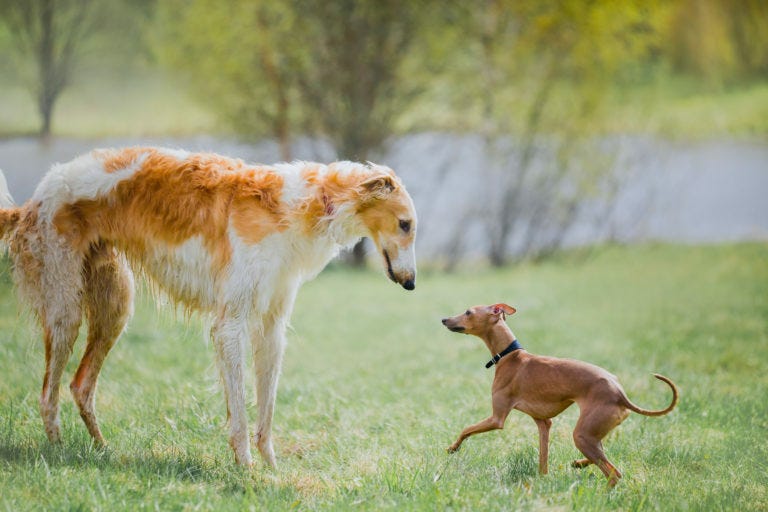 Perro grande o pequeño? | zooplus