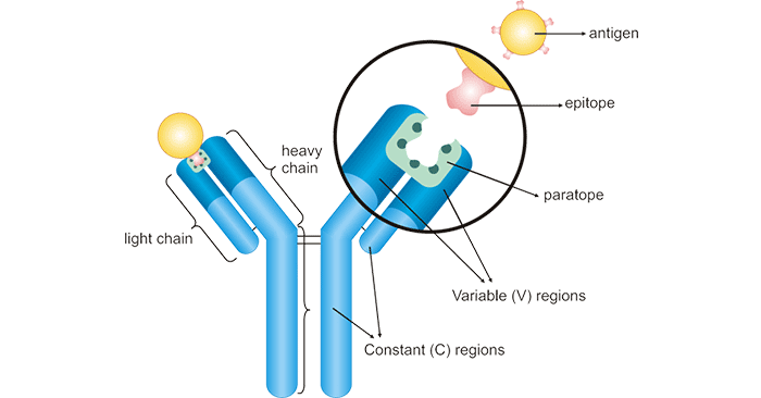 Cross-reactivity of Antibody: Beneficial or Harmful? - Cusabio