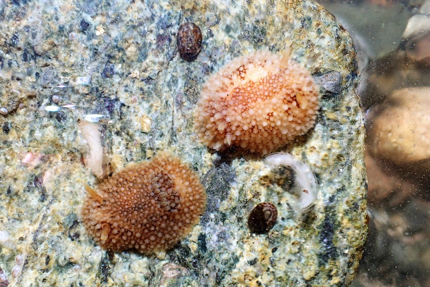 A pair of Rough-mantled Nudibranchs with eggs.