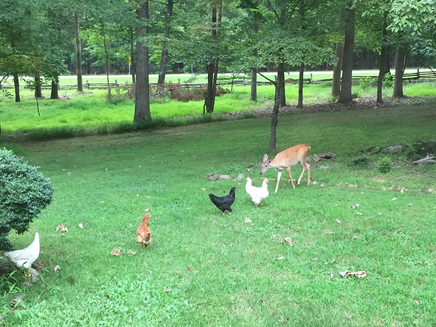 chickens on a lawn approaching a deer