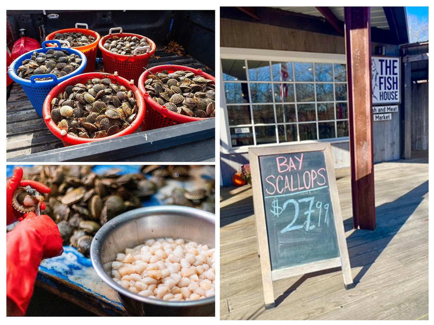 Vineyard bay scallop season is off to a robust start. Cook the Vineyard.