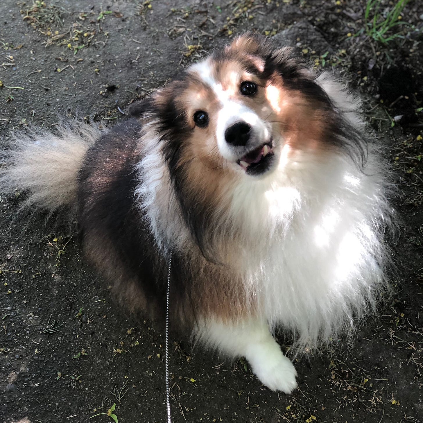 Fluffy white and red sheltie staring up at the camera and smiling