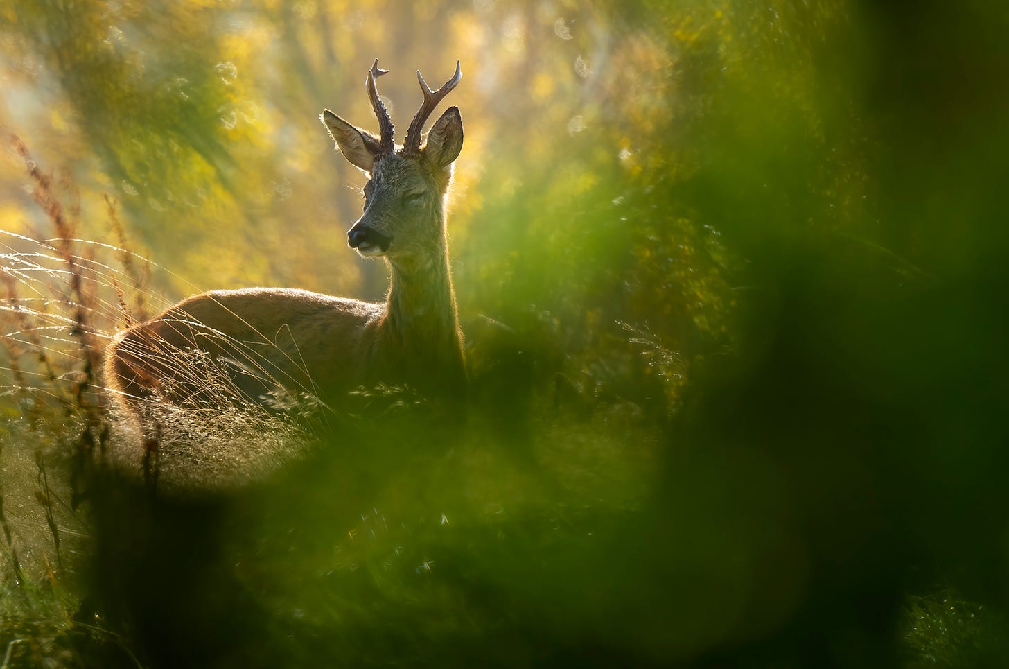 Photo of a roe deer buck standing in the sun with its eyes closed