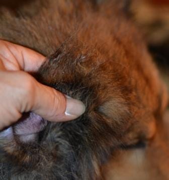 trimming sheltie ear