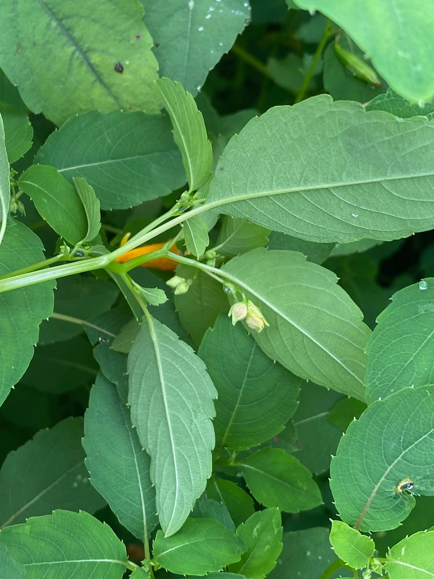 Undersids of Jewelweed leaves, flower buds, shiny ribbed stems 