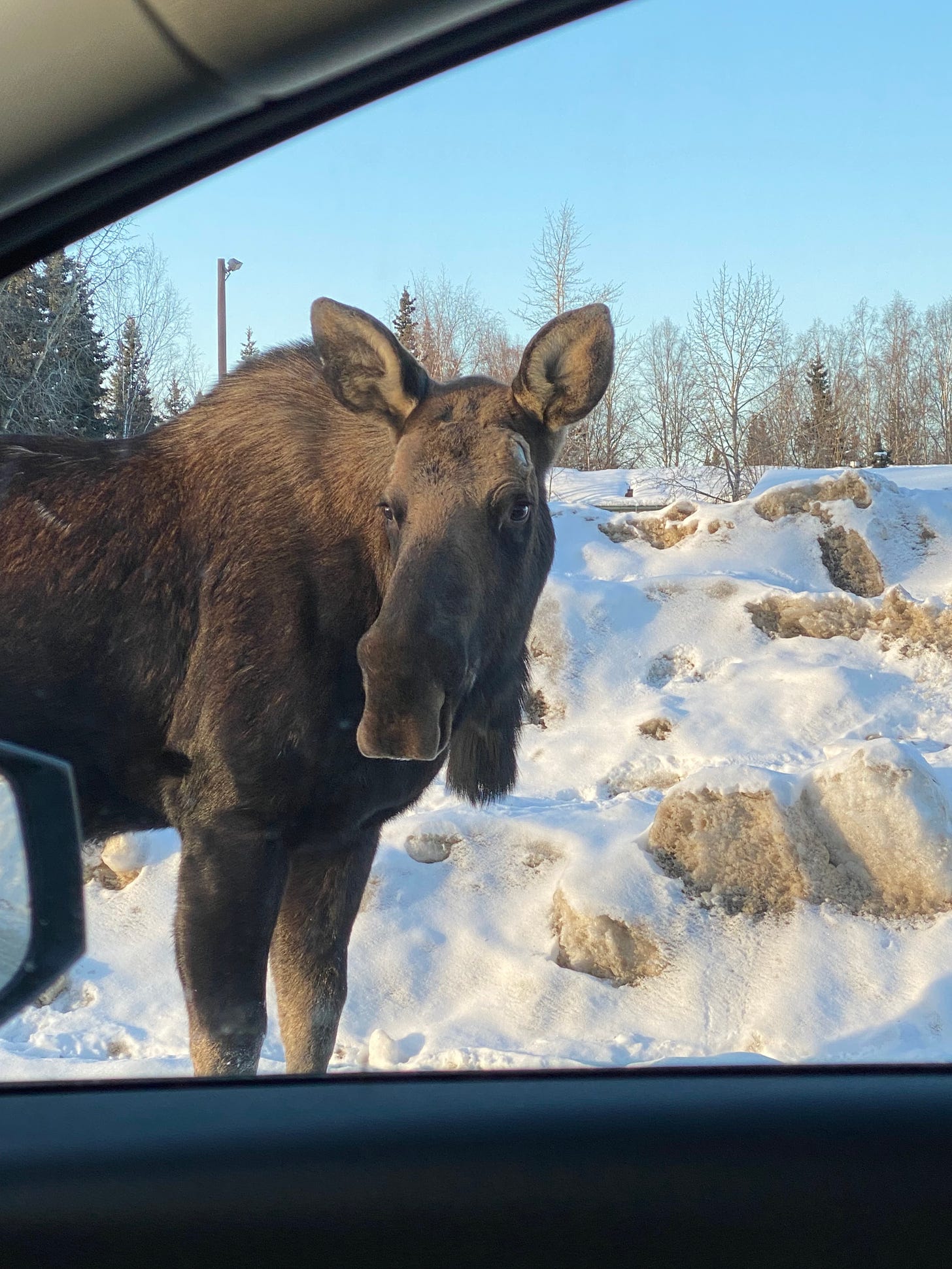 This  is not a dog. This is a moose. 