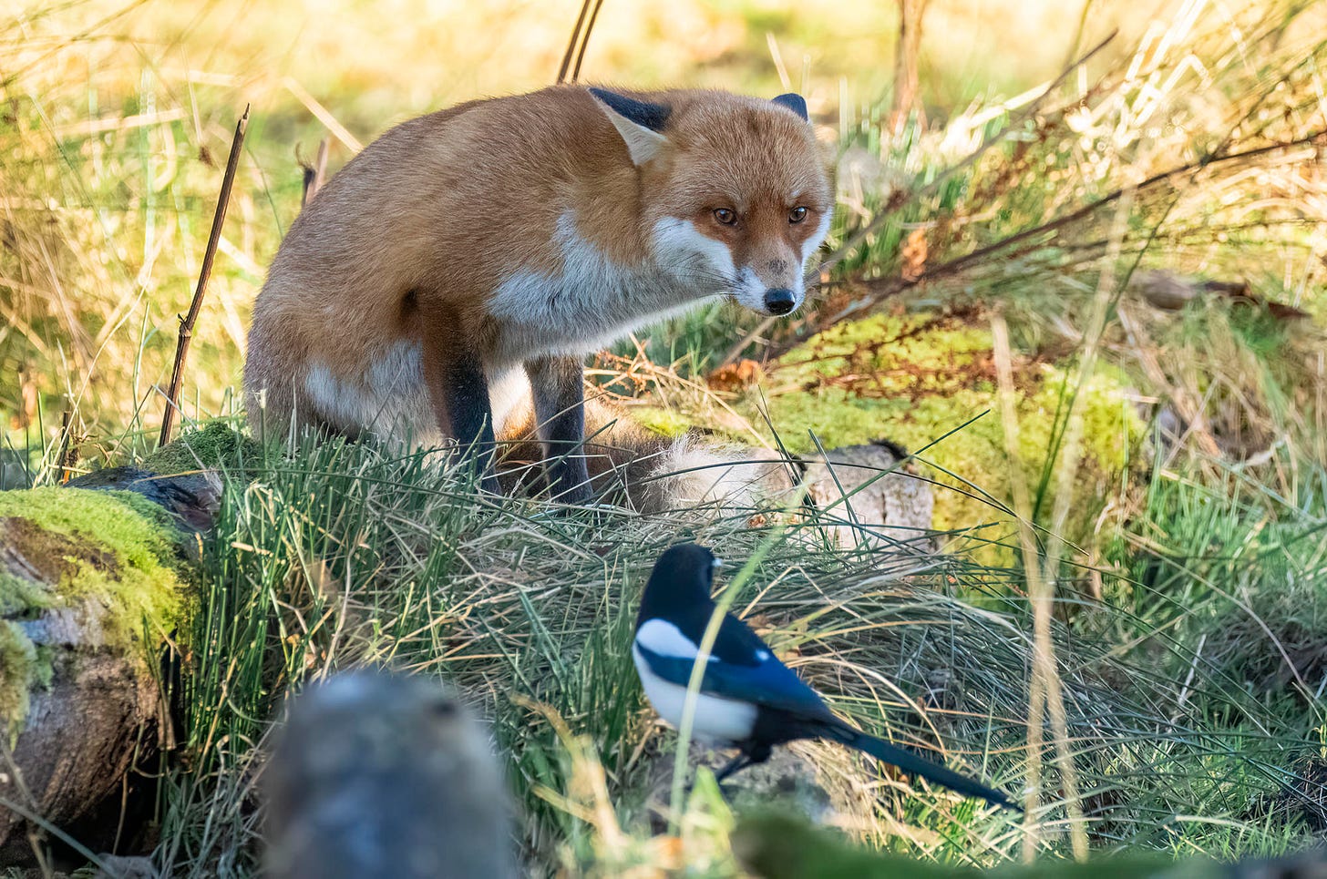 Photo of a red fox sitting on a log with its ears flattened and looking over at a magpie perched nearby