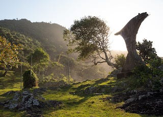 jardim banhado com a luz do sol