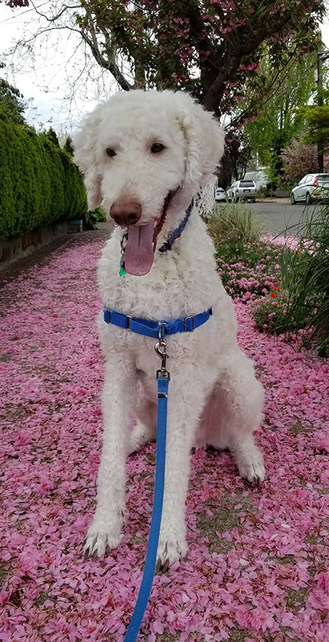 Photo of Haku the white labradoodle, sitting on a path of pink petals.