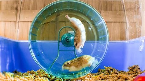 Russian Hamster Vs. Hamster Wheel! Pets: Wild At Heart BBC Earth