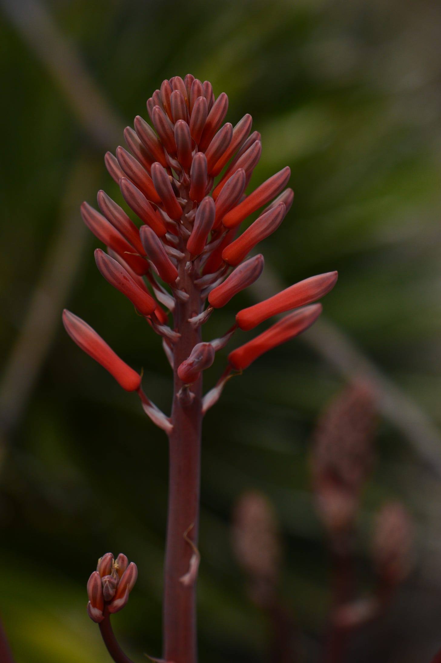 a brilliant coral head of flower buds against a green background