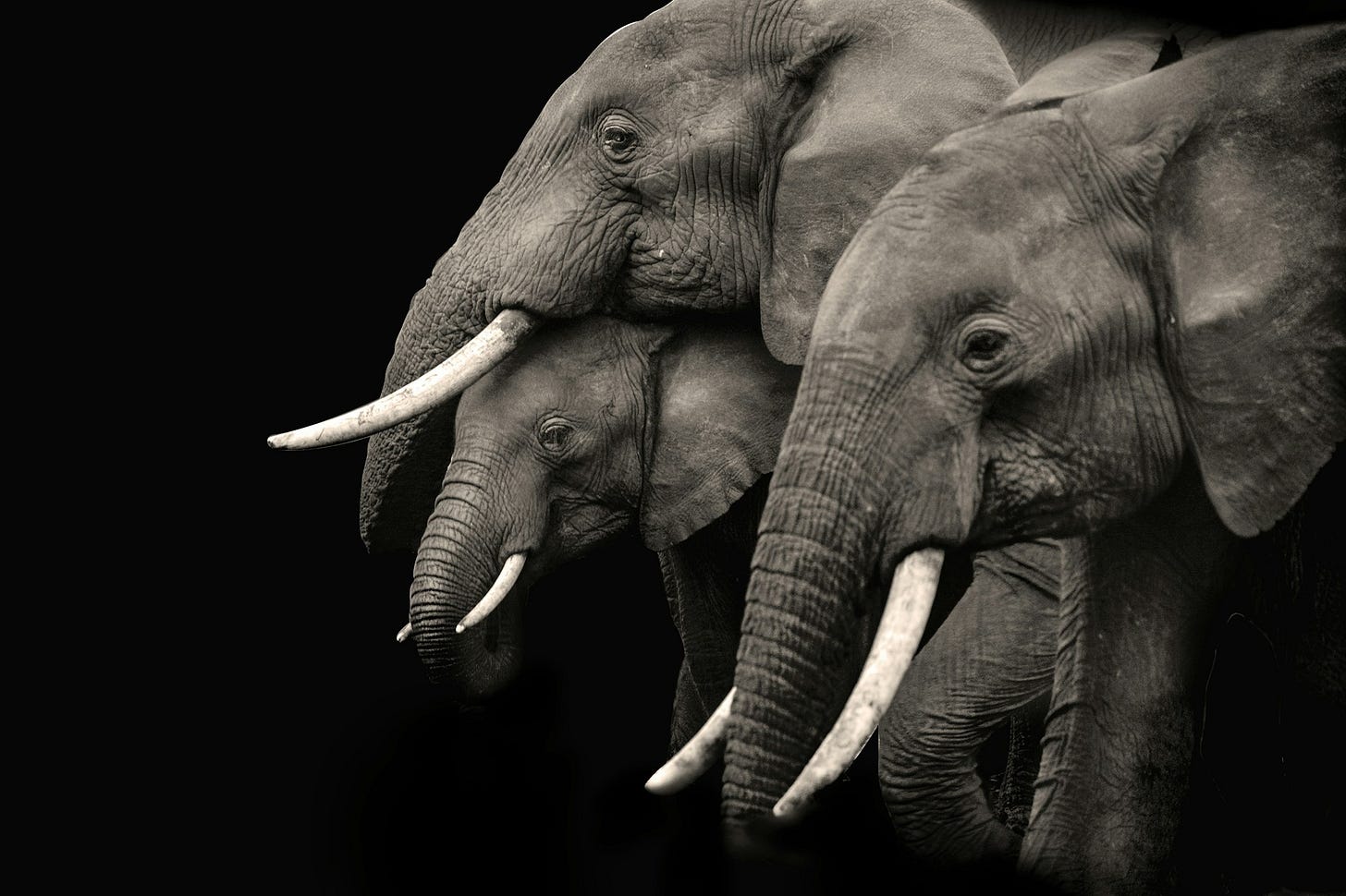 Two adult elephants and one calf in black and white, with a black background Two adult elephants and one calf in black and white, with a black background