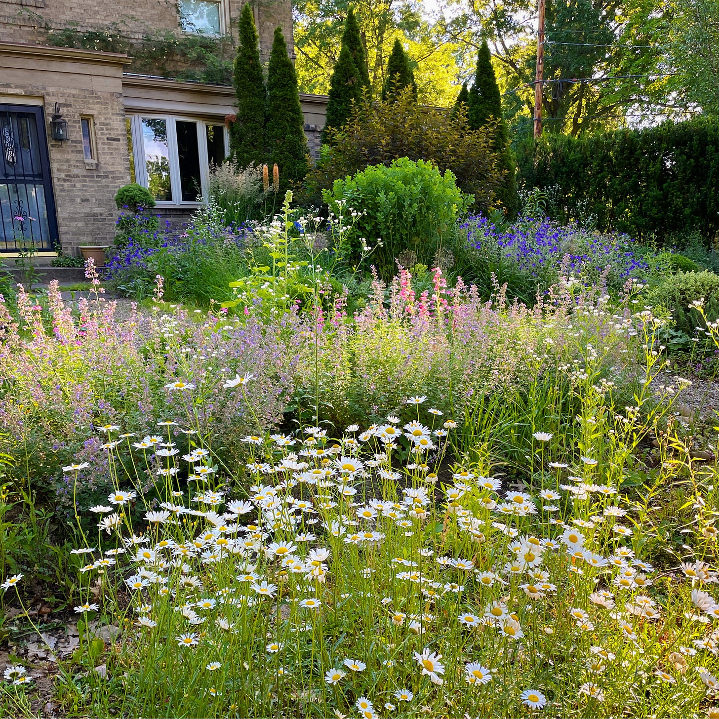 July in the Cottage Garden with self-sown Moon daisies, Catmint ‘Walker’s Low’ and Geranium ‘Orion’