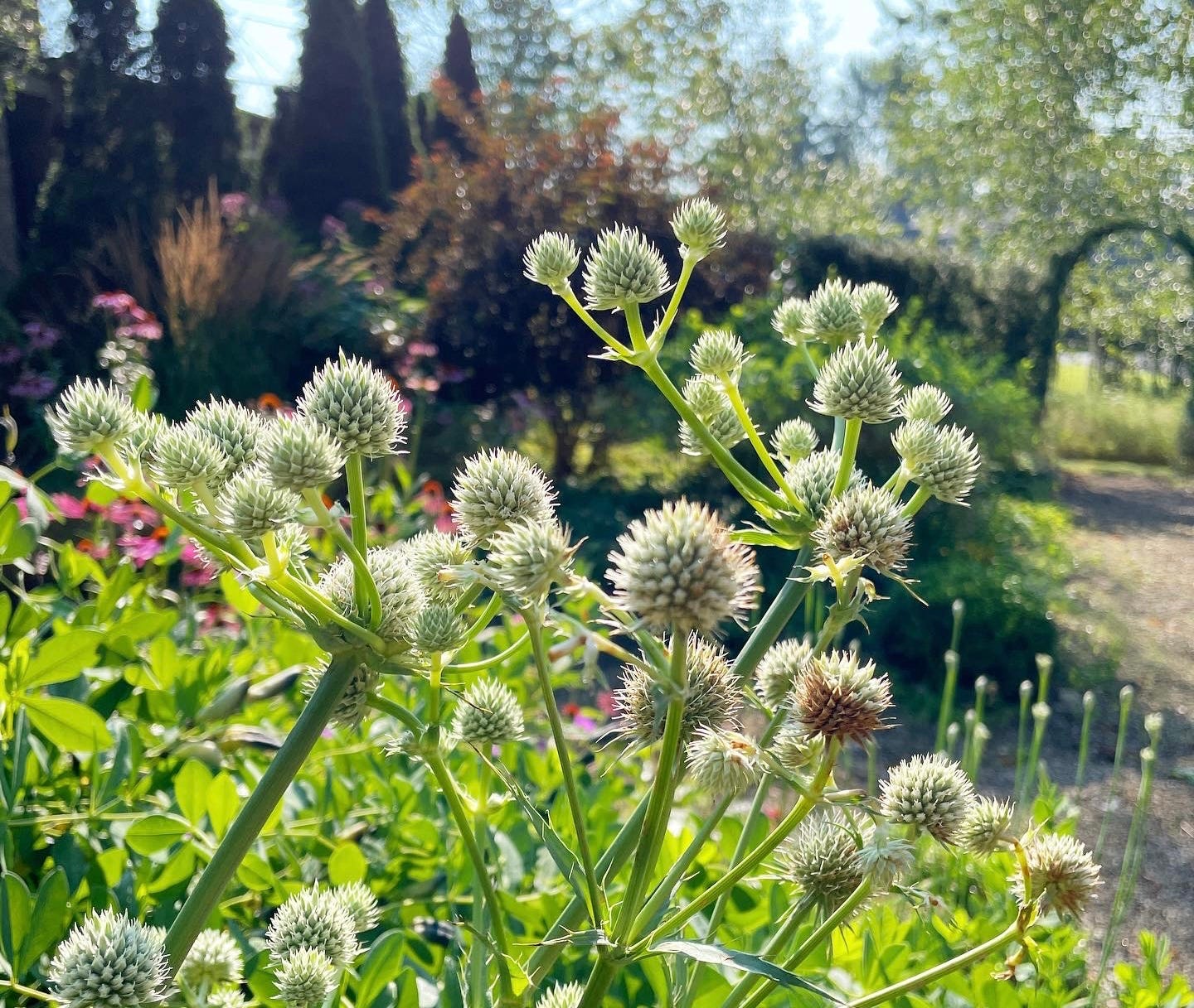 Rattlesnake master, Eryngium yuccifolium, in the Cottage Garden at Havenwood this August.