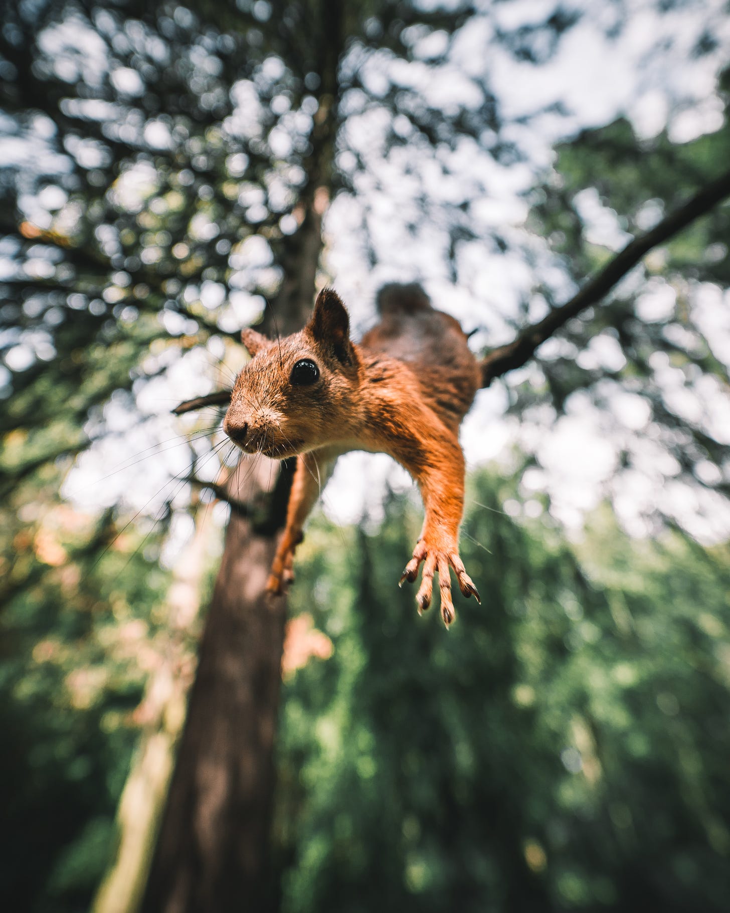 squirrel launching out of a tree