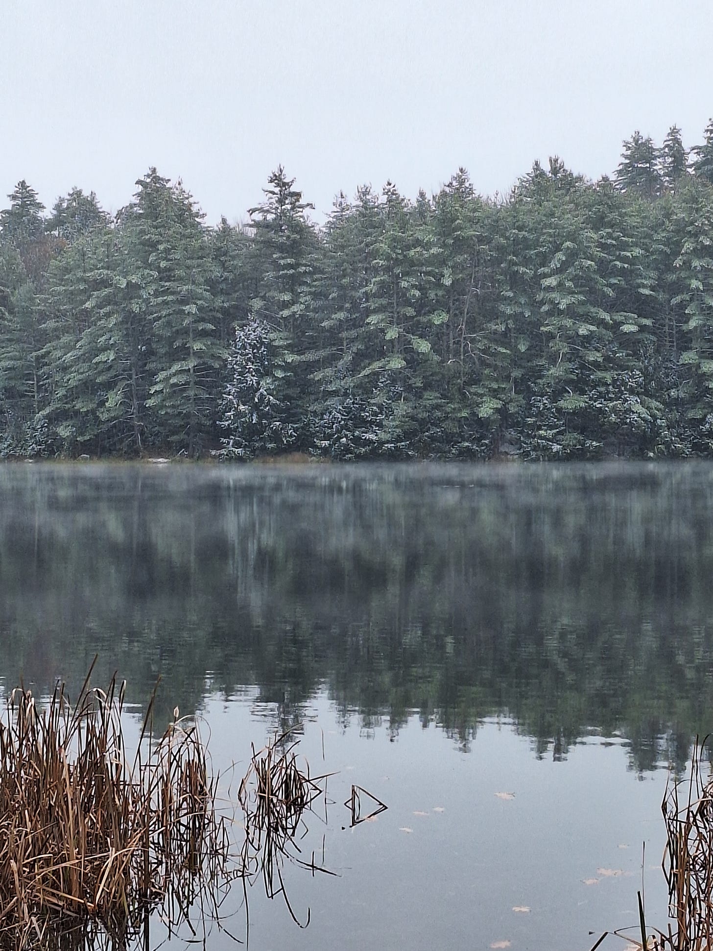 a picture of pine trees with a bit of snow on them from across a small pond