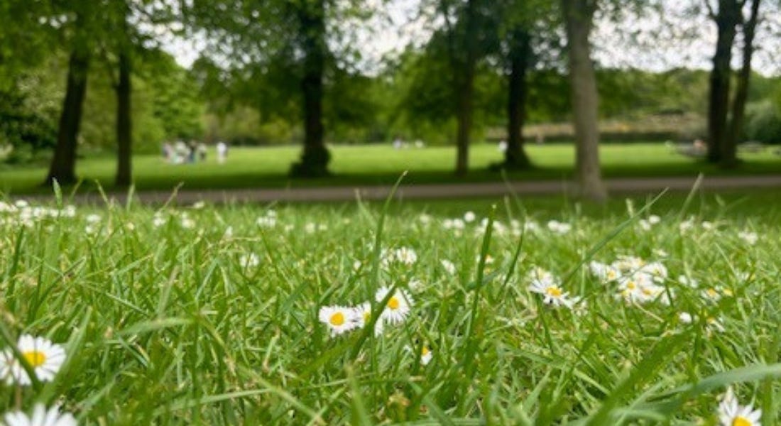 A close-up shot of green grass with white daises on it, with more lawns, trees, and a path in the distance