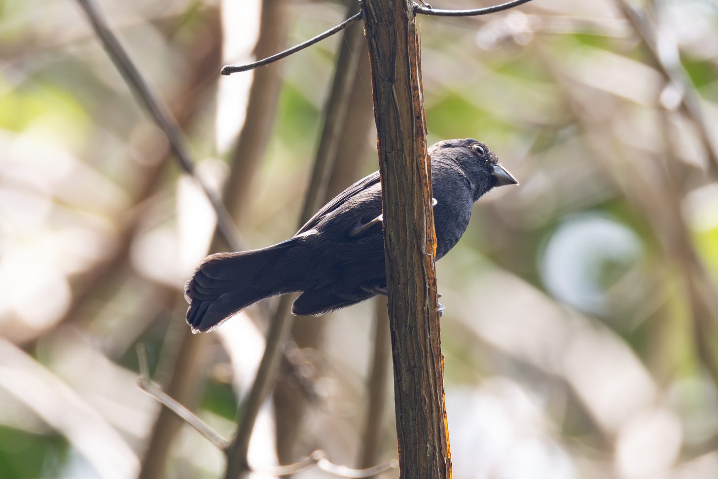 a bluish-black bird with a stout bill perched on  a stick, seen from below