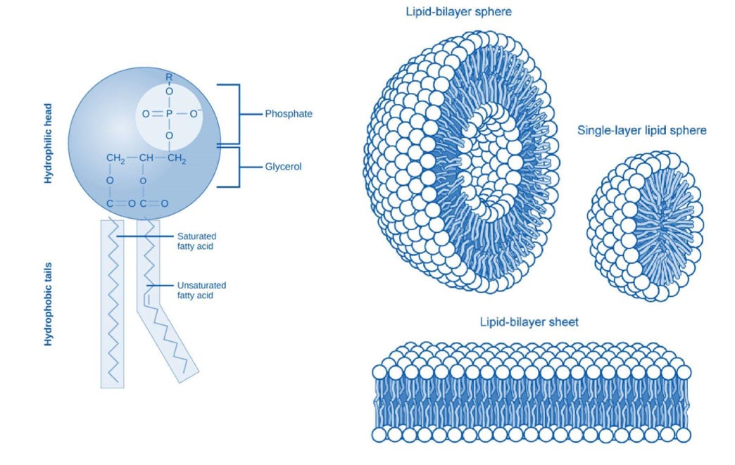 Phospholipid structure | BIOL 2382
