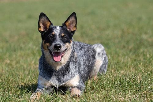australian cattle dog - australian cattle dog stock pictures, royalty-free photos & images