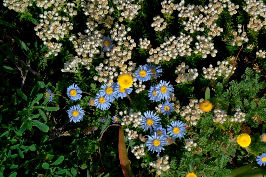 A carpet of indigenous plants with flowers. Blue, yellow, white, nature knows the perfect colour combinations