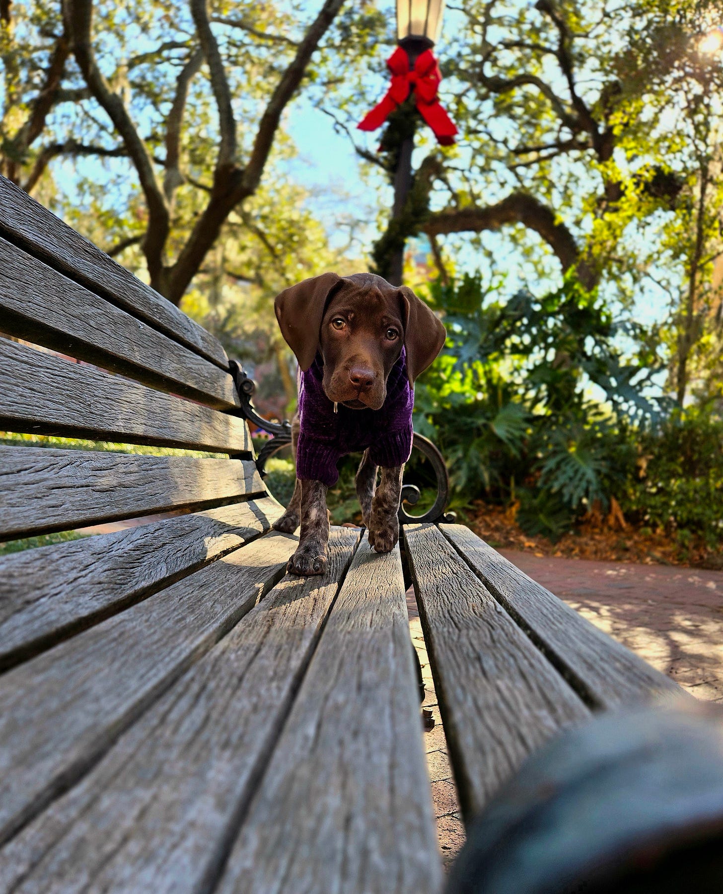 photo of a german shorthaired pointer puppy in a sweater