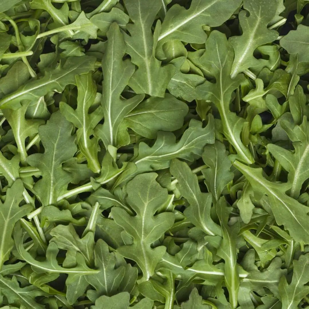 Arugula - Vegetable Facts | Taylor Farms