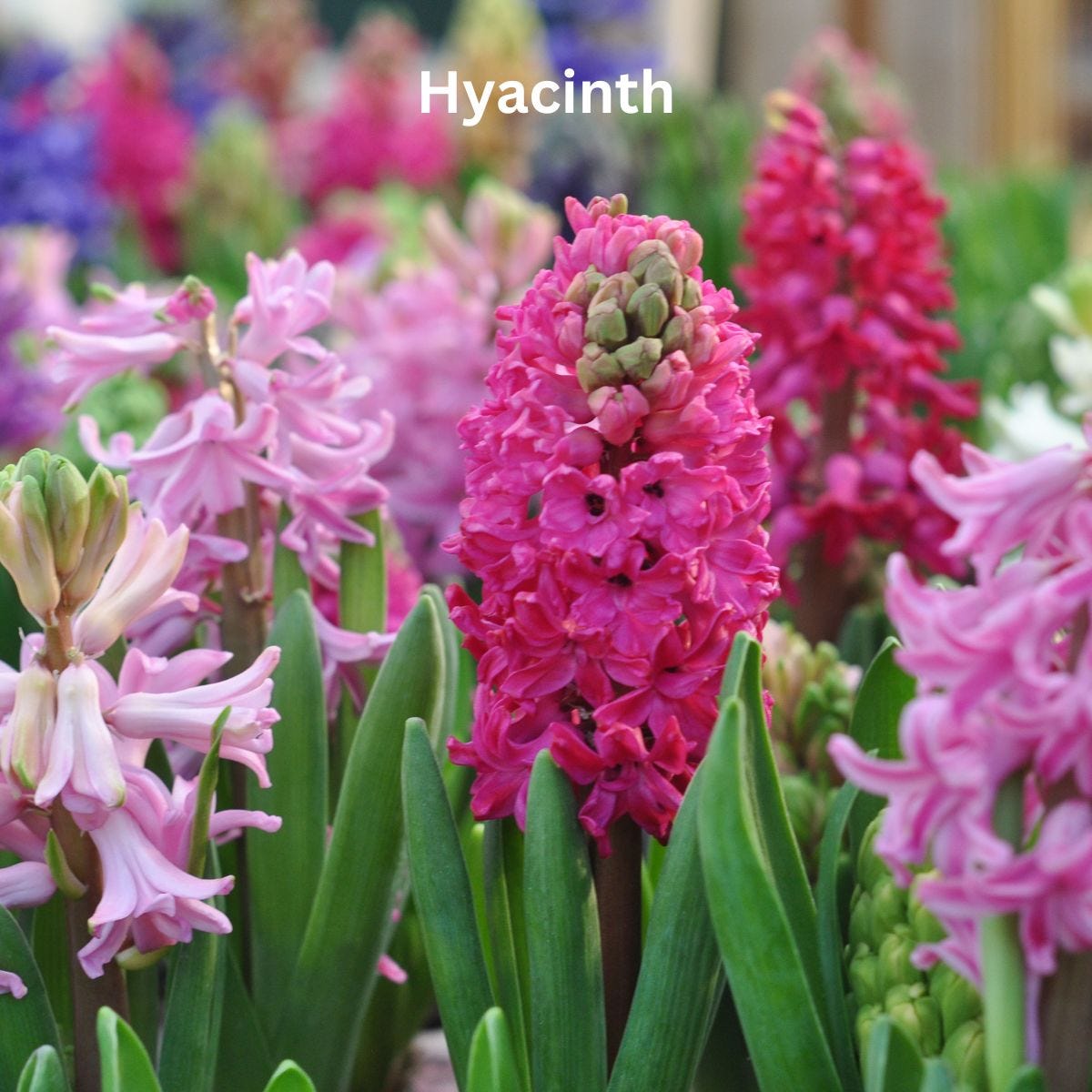 Hyacinth