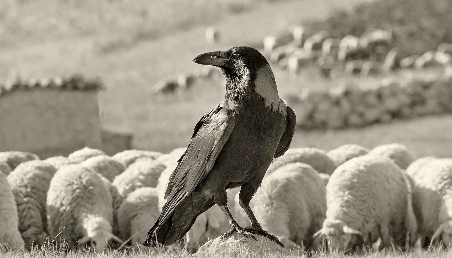 A raven perched upon a rock in a field with a flock of sheep