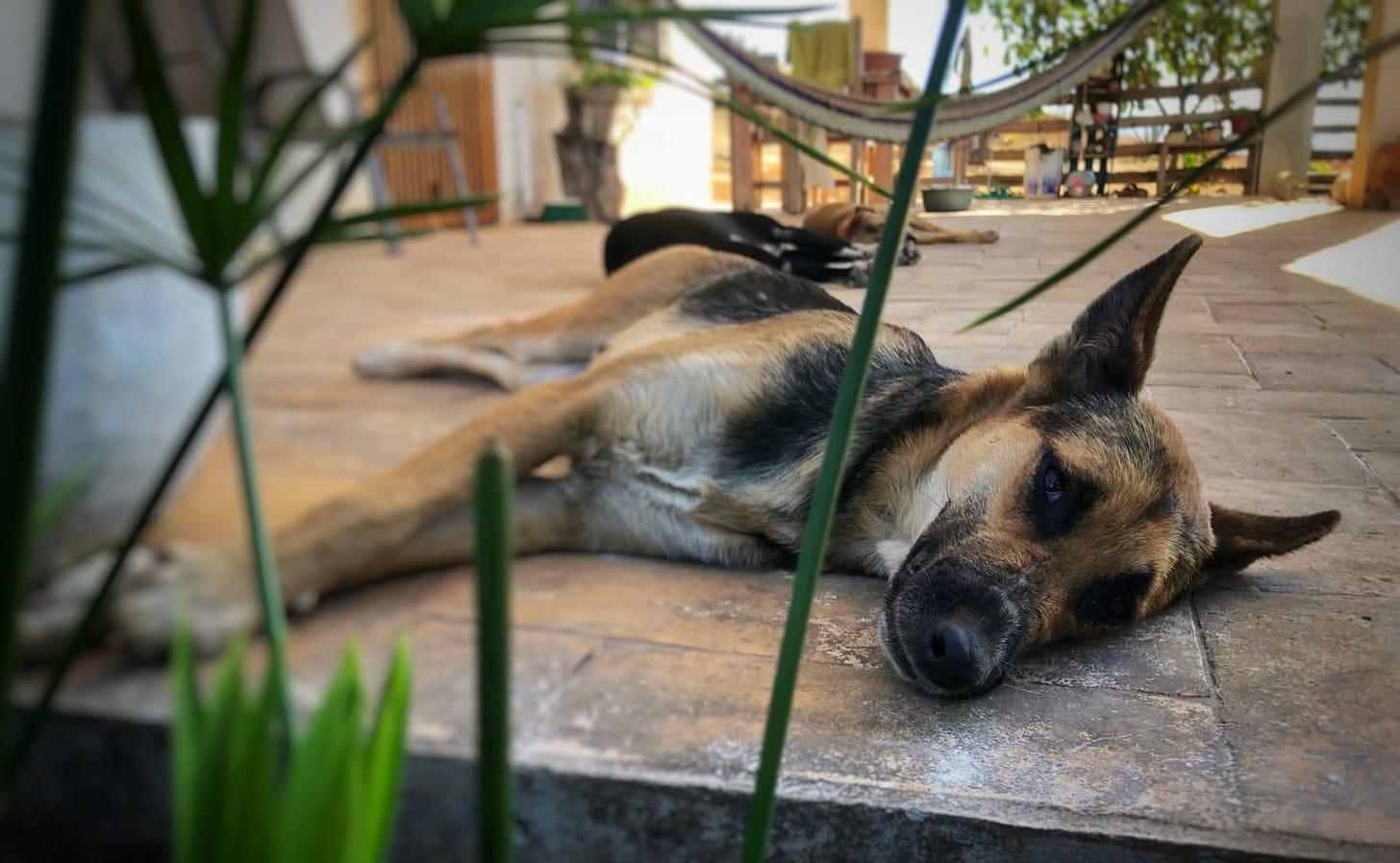 A german shepherd lying on a brick porch with green stalks in the foreground, an enigmatic gaze at the camera