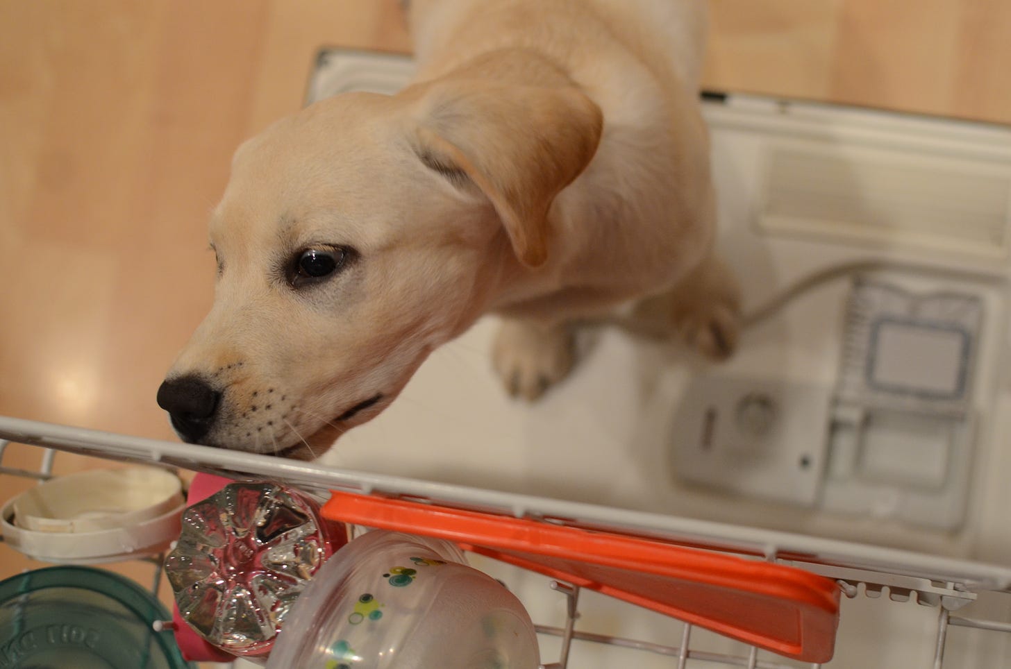 A yellow Labrador retriever puppy sniffs dishes in a dishwasher with her neck stretched out. 