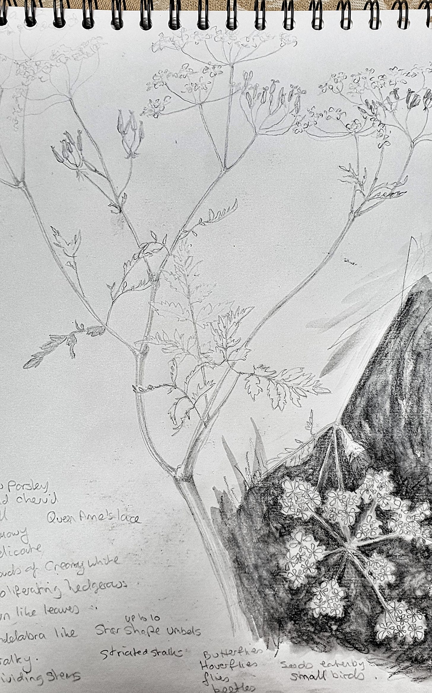 A pencil sketch of cow parsley accompanied by words that  I think of when I think of this wild flower