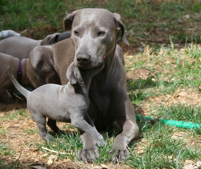 Image result for blue lacy dog