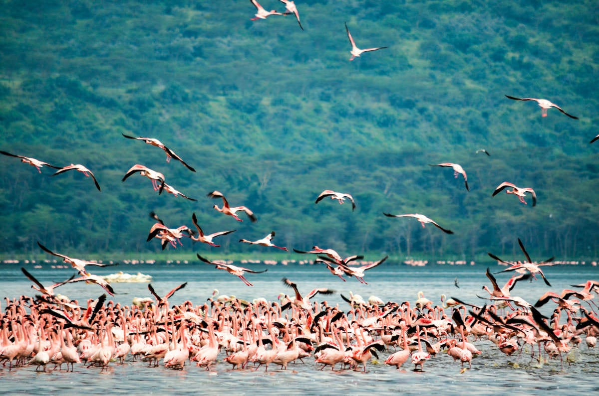 una gran población de flamencos enanos en un lago de Kenia. Por detrás se ve la selva