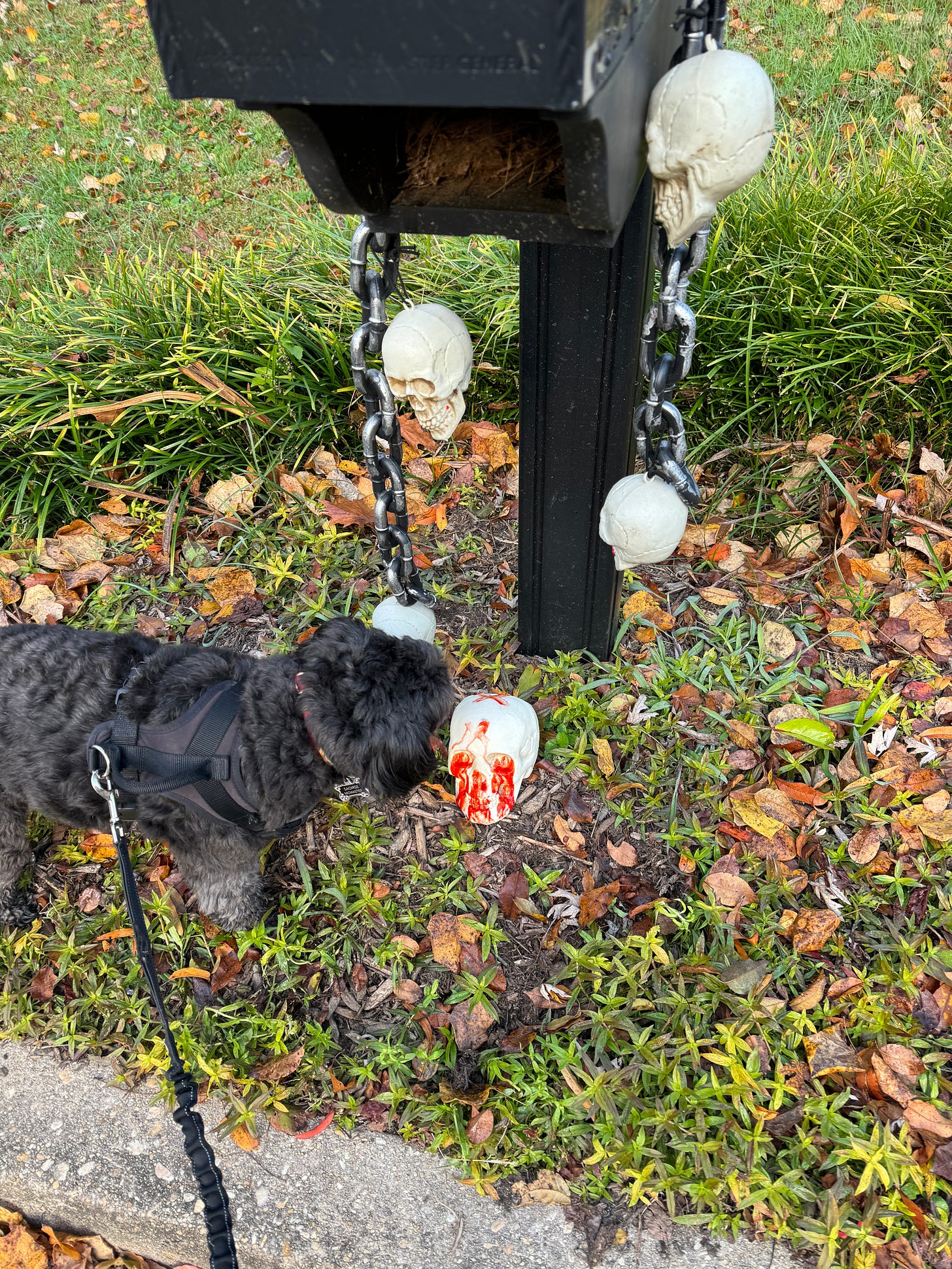 dog curiously sniffing halloween decor (skelatons)