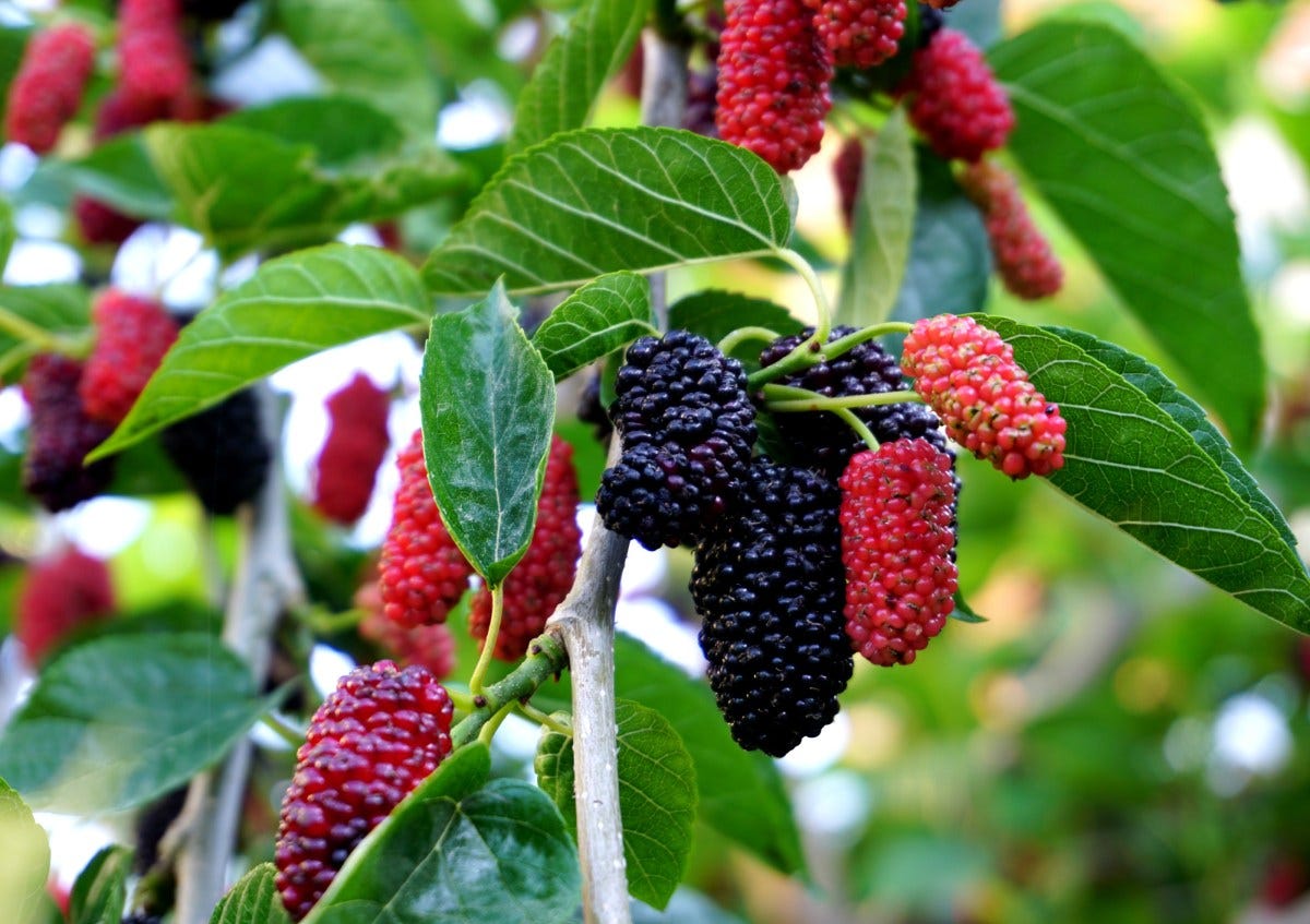 Why aren't mulberries sold at grocery stores? - Marketplace