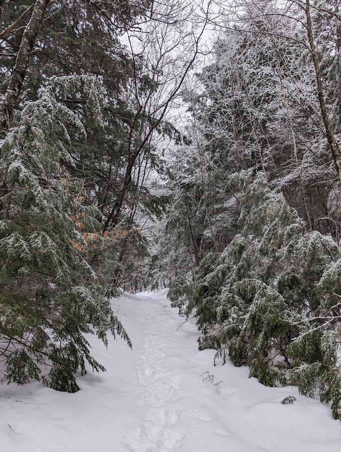 A view down the snowy path I had just hiked. Snow on the ground, footsteps. The path is boundaried by trees on both sides. They are evergreens of some kind, with a frosty snowy layer on all the needles.