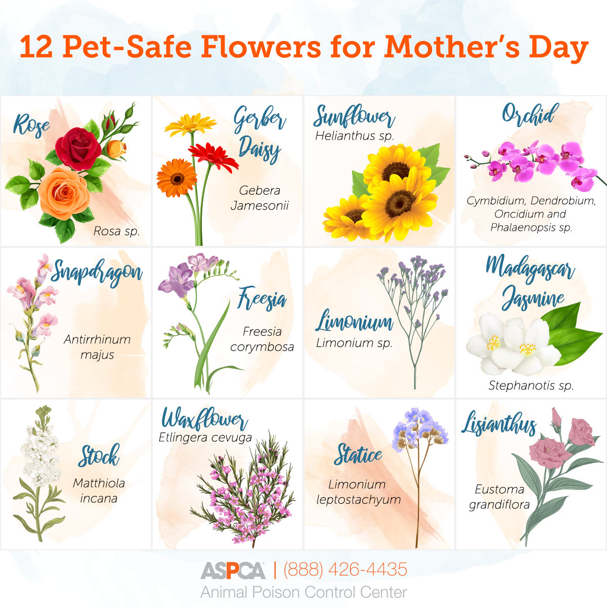 Illustration of 12 pet safe flowers for floral displays