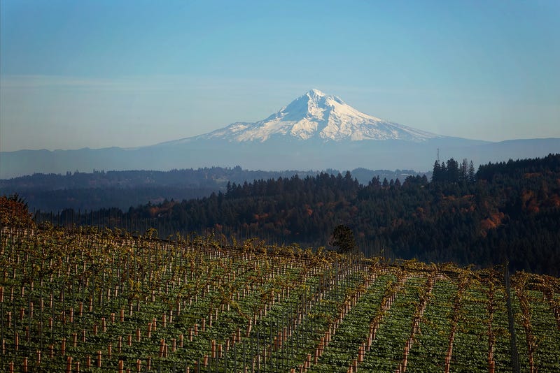 Chehalem Winery's Chehalem Mountain vineyard scene, with Oregon's Mount Hood looming in the distance.