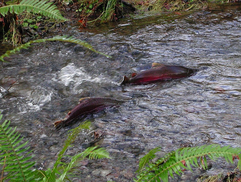 File:Homestead coho salmon Tillamook Forest.jpg