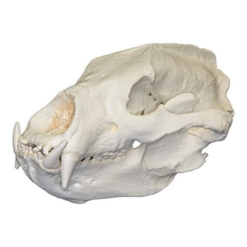 Sloth Bear Skull (Teaching Quality Replica)