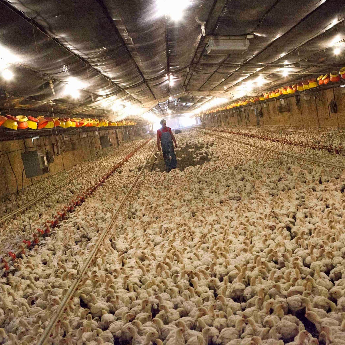 Factory farming divestment: what you need to know | Guardian sustainable  business | The Guardian