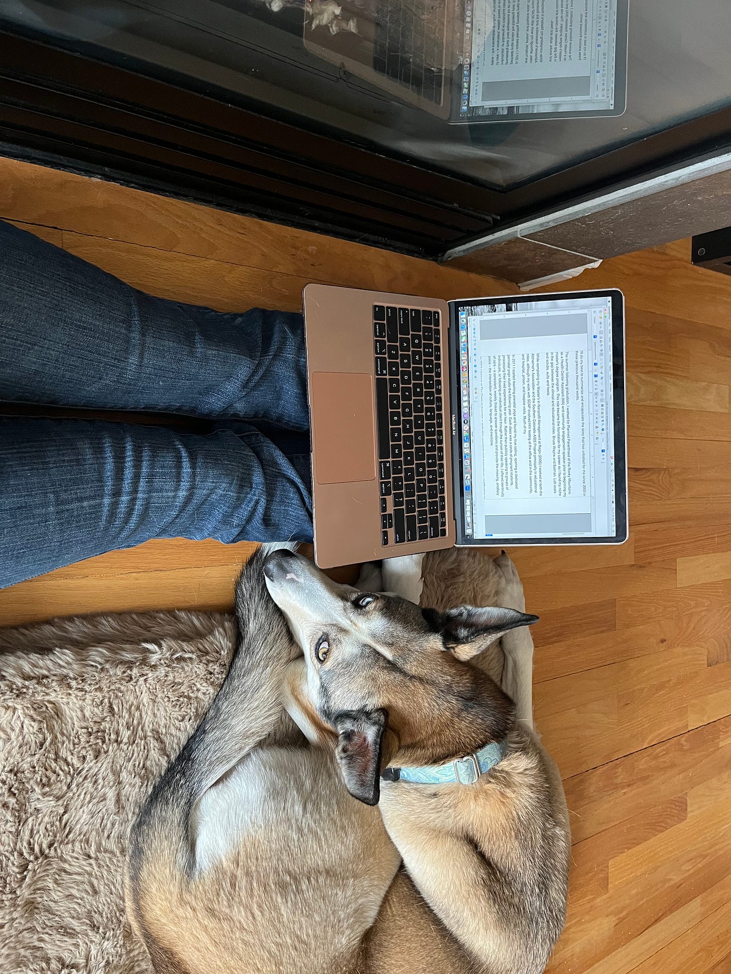 image of the author's jean-clad legs sitting on the wood floor. laptop balanced below her knees with Dakota the coyote dog looking up at her