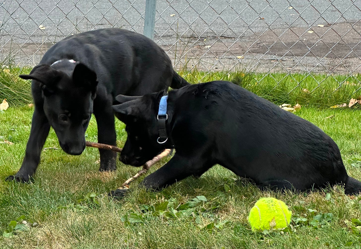 2 black puppies wrestles with a stick