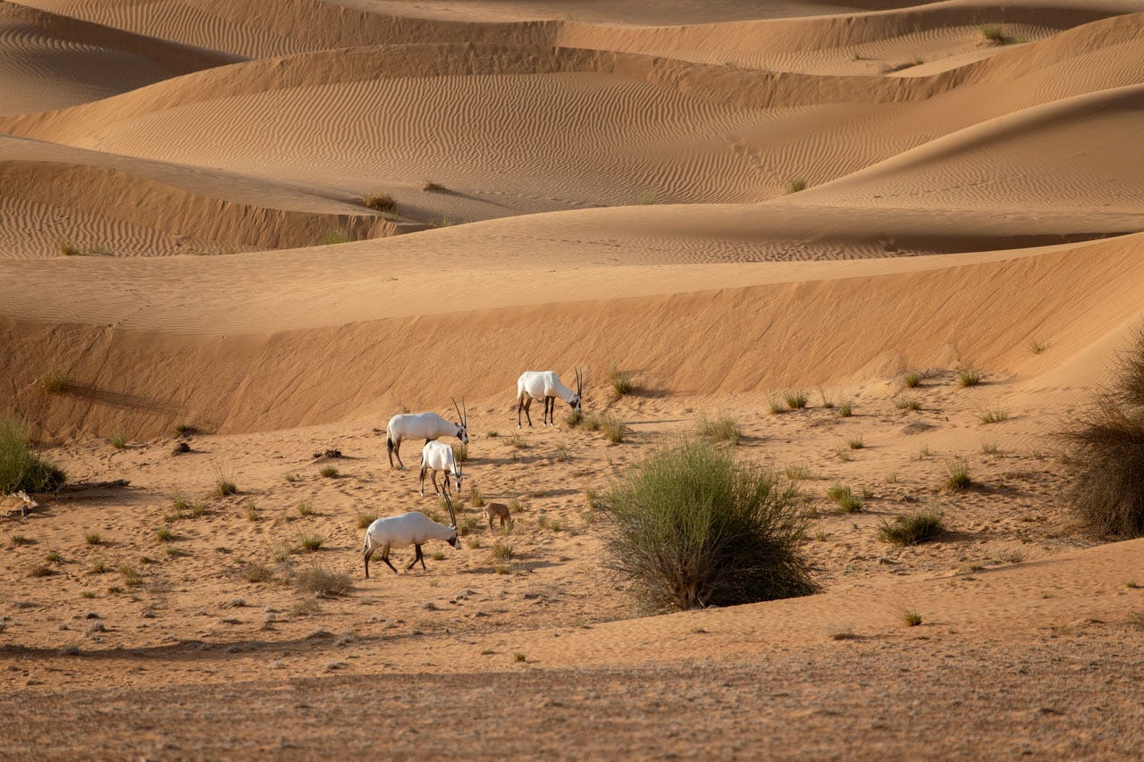 four adult arabian oryx and one baby graze on shrubs at the base of sweeping dunes