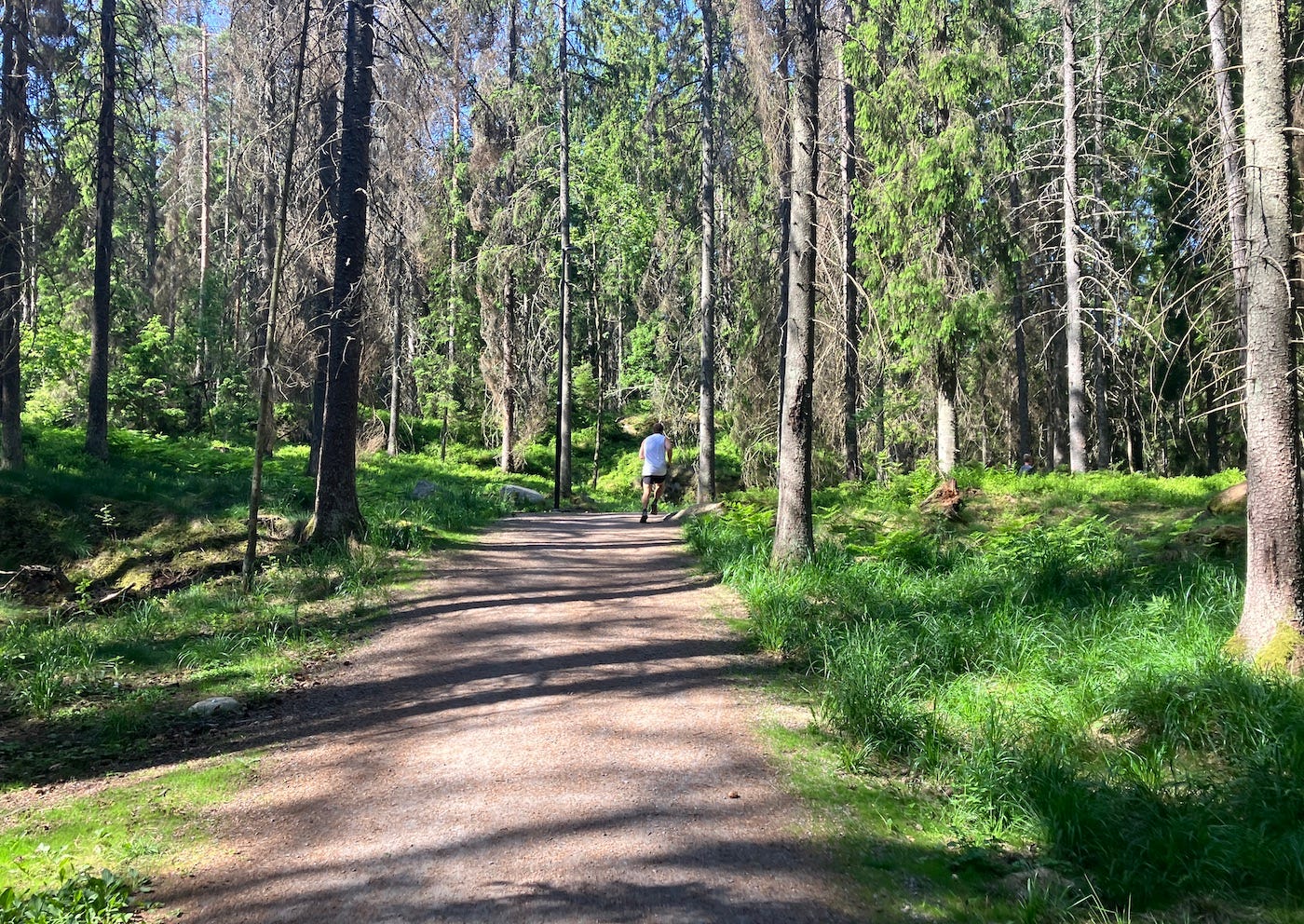 Running uphill through pine trees