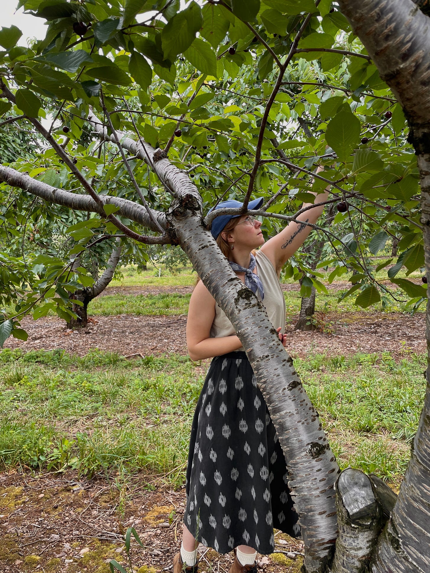 A 30 year old female wearing a blue baseball cap, blue bandana around her neck, tan linen tank top, black midi skirt and boots reaching up with her left arm which is tattooed to pick a cherry in a cherry orchard on a hazy day.