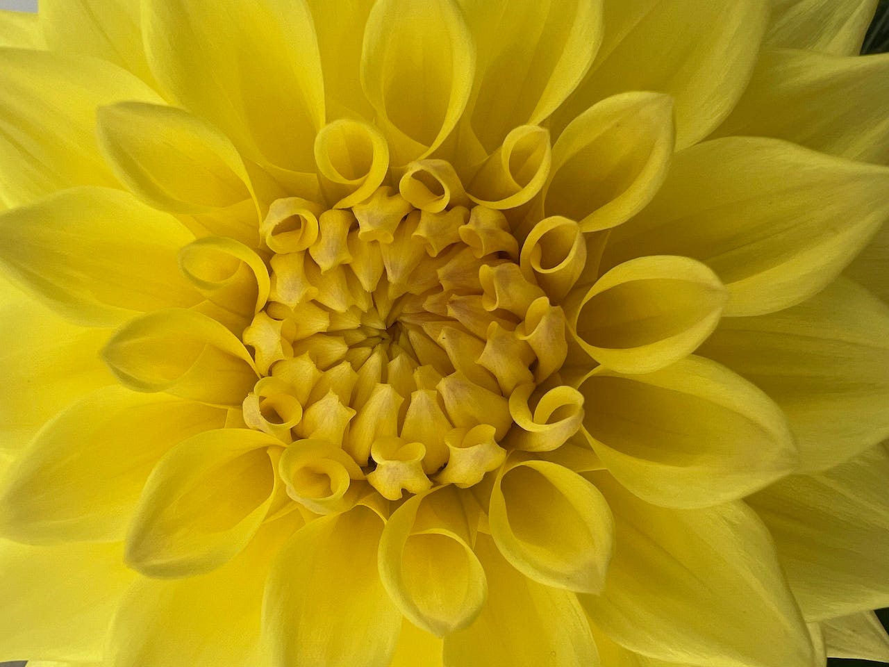 A yellow flower representing the sun